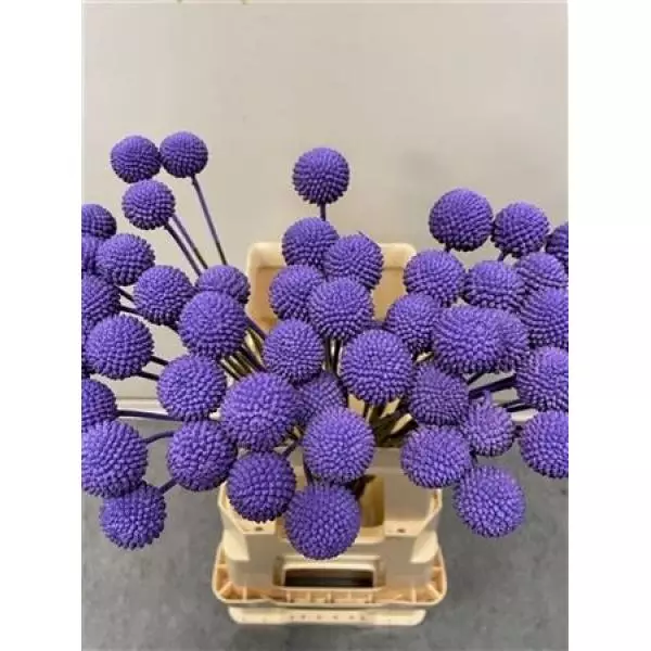 Craspedia Purple