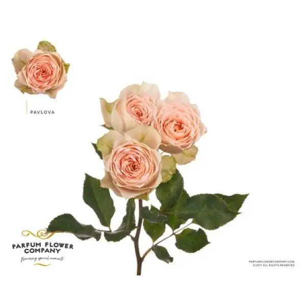 Rosa Garden Pavlova Spray
