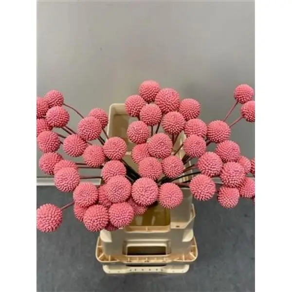 Craspedia Pink