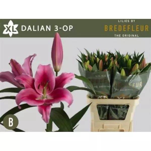 Li Ot Dalian 3+
