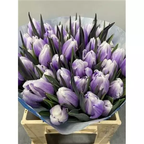 Tulp Dyed Pastel Milka