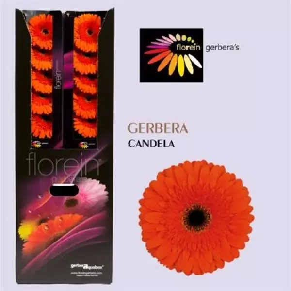Ge Gr Aquabox Candela *80