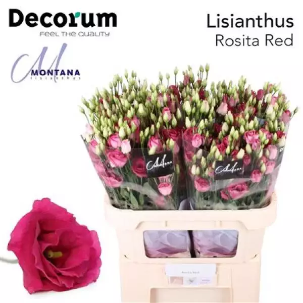 Eust G Rosita Red Montana