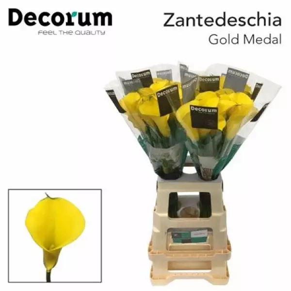 Zanted Gold Medal Decorum