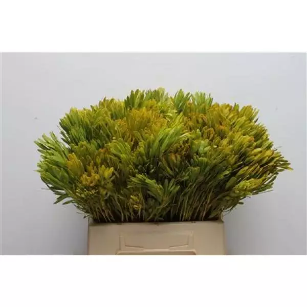 Cape Green Platyspermum
