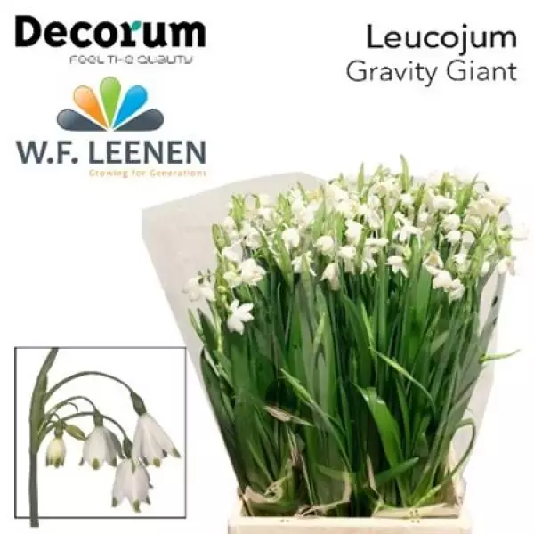 Leucojum Gravity Giant Decorum