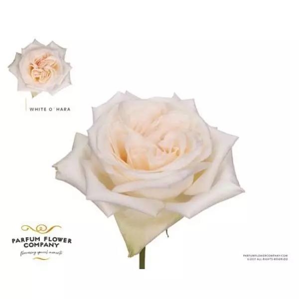 Rosa Parfum White O Hara