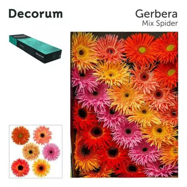 Ge Gr Box  Mix Spider Decorum