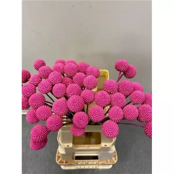 Craspedia Cerise
