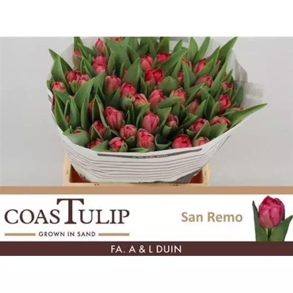 Tu  Coastulip Du San Remo