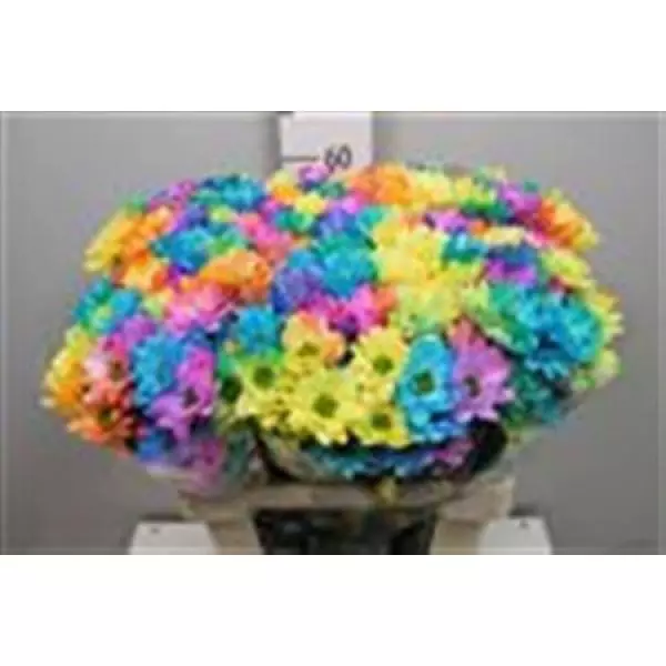 Chr Tr Baltica Dyed Yellow