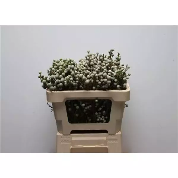 Cape Green Brunia Noduliflora