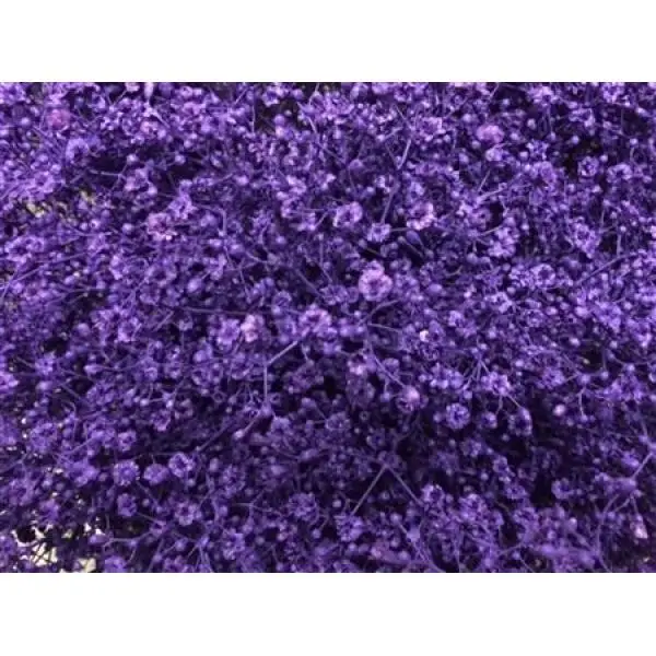 Gyps Million Star Dyed Purple