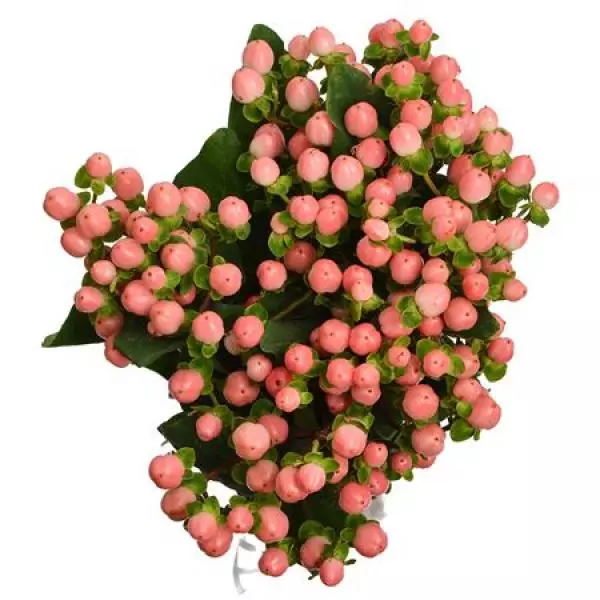 Hyp  Pink