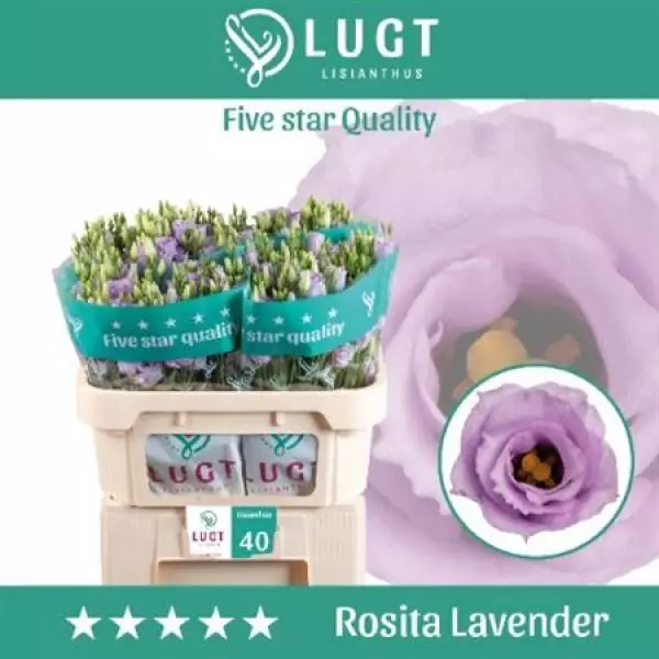 Eust  G Ov Lavender