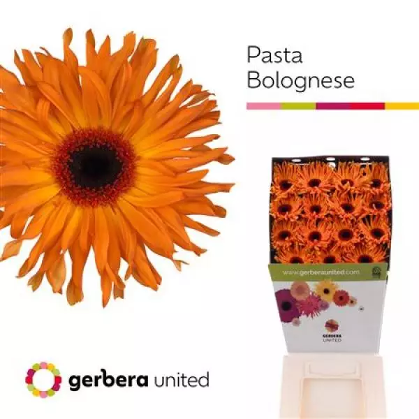 Ge Gr Diamond Pasta Bolognese
