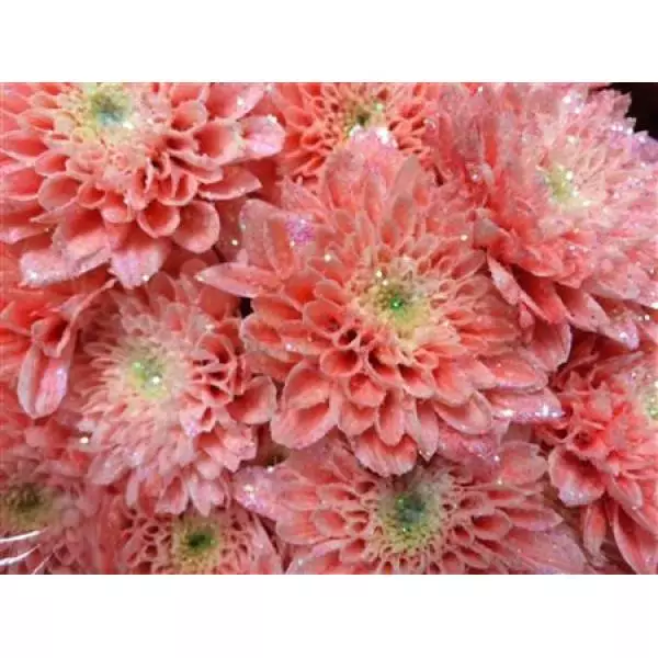 Chr Tr Euro Dyed Pink + Glit