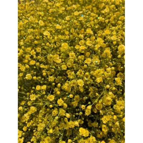 Gyps Million Star Dyed Yellow + Glit