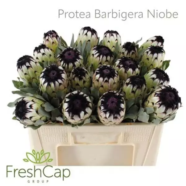 Protea Niobe