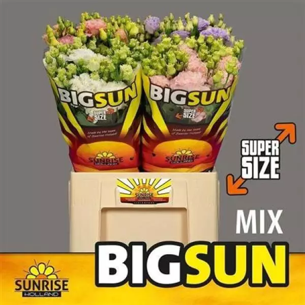 Eust G Alissa Mix 70cm Big Sun *40