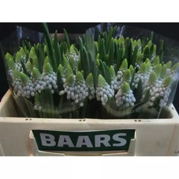 Muscari Manon