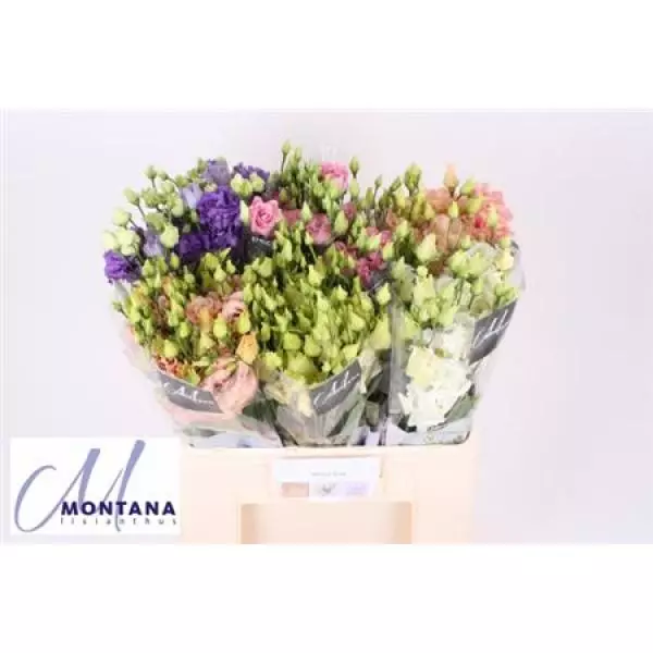 Eust  Mix G 60cm Montana