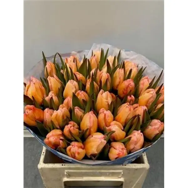 Tulp Dyed Moonshine