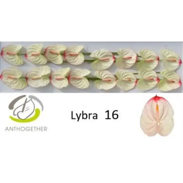 Anth A Lybra *16