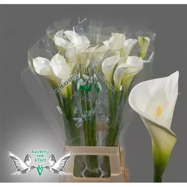 Zanted Ae Colombe Paix