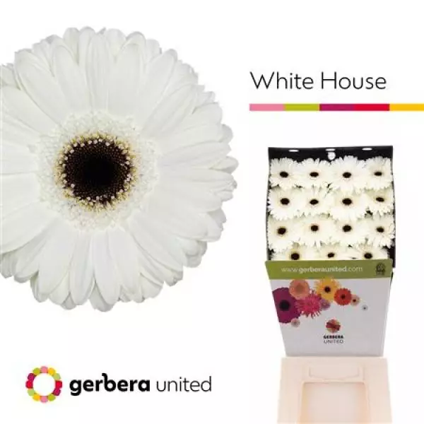 Ge Gr Diamond White House