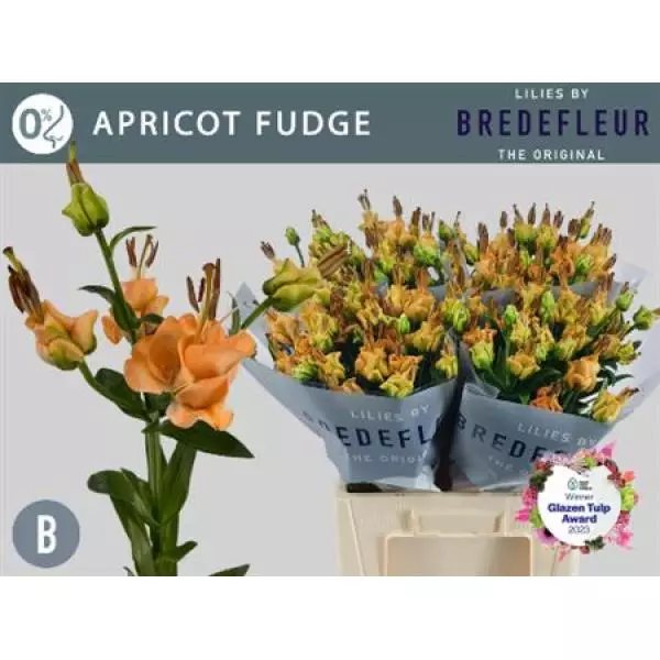 Li La Apricot Fudge 3+