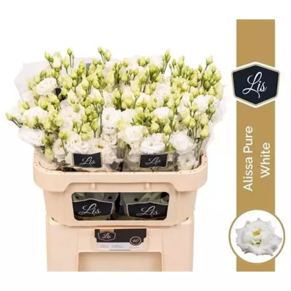 Eust G Alissa Pure White Lis