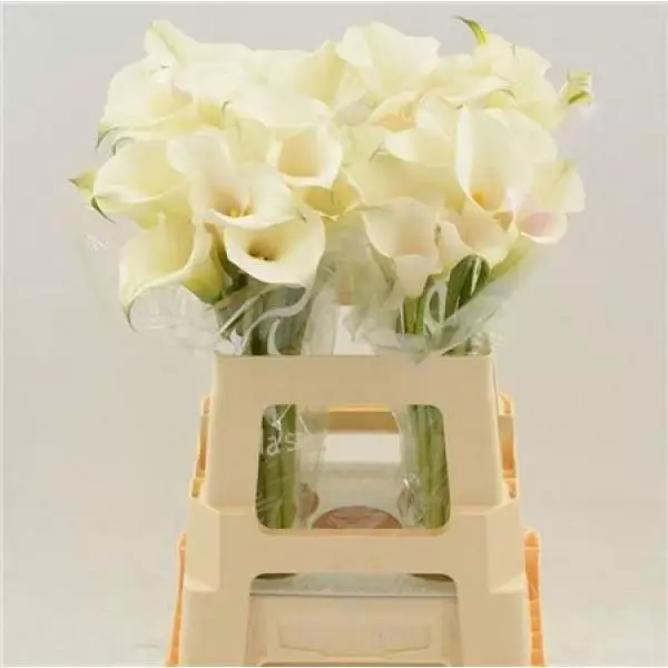 Zanted Ov White