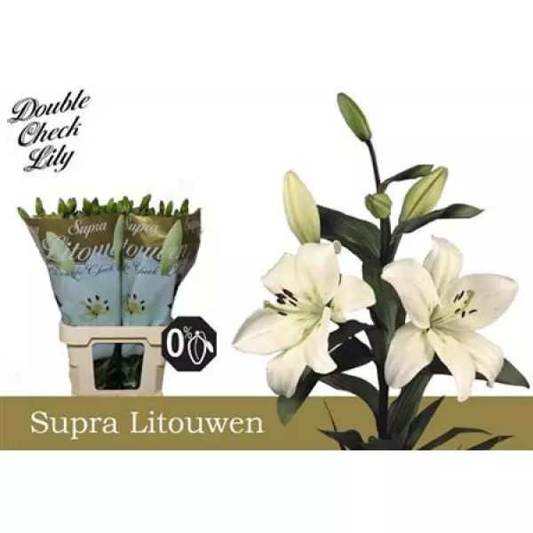 Li La Litouwen 5+ Supra