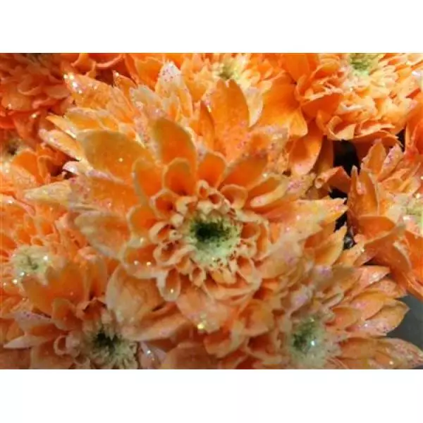 Chr Tr Euro Dyed Orange V.white + Glit