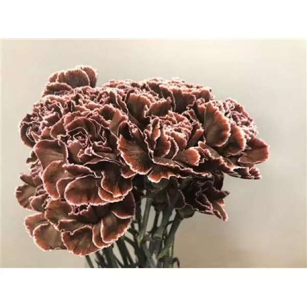 Dianthus St Dyed Brown