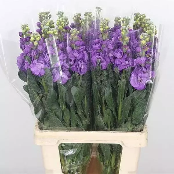 Matth Iron Purple Italy