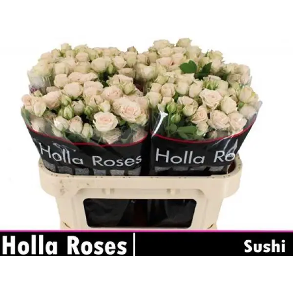 R Tr Sushi